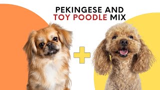 Peekapoo: Pekingese and Toy Poodle Mix