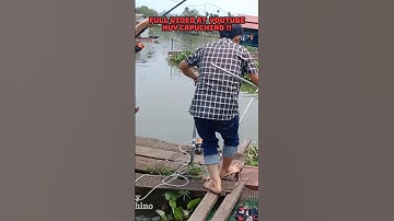 Lên Hugo Chép 5KG Tại Làng Bè Chú 4 ✅ Làng Bè Tân Mai #shorts