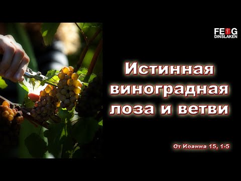 Видео: Что такое виноградная лоза в Иоанна 15?
