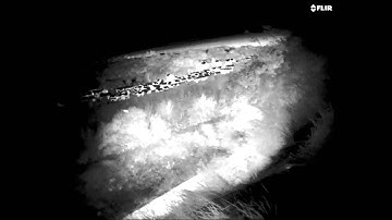 South Yorkshire Bat Group - Swarming Video