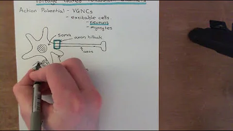 Voltage Gated Potassium Channels Part 1
