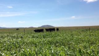 Cows In Lone Wolf, Oklahoma