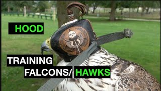 Hood training falcons, hawks and eagles for falconry by Hawk Riders 8,928 views 3 years ago 6 minutes, 33 seconds