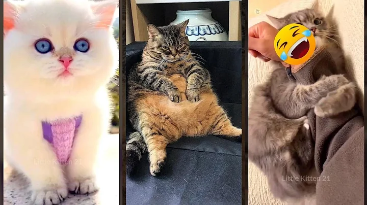 Watch the video about Funny Cat 😅 funny cats compilation 😅 #cathouse #3581