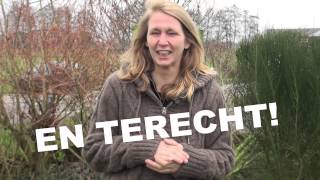 Download Lagu Sylvia Compilatie MP3