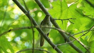 Пение соловья. Голоса птиц. Nightingale song. AllVideo. Пение соловья. Голоса птиц. Nightingale song. AllVideo.
