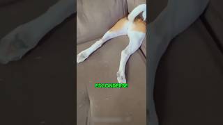El intento más artístico de Dougie por esconderse  #shortvideo