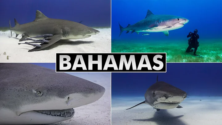 Diving Bahamas: Tiger Beach & Bimini (shark diving)