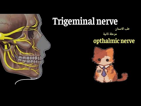 شرح العصب الخامس الجزء الاول     مرحلة ثانية طب اسنان