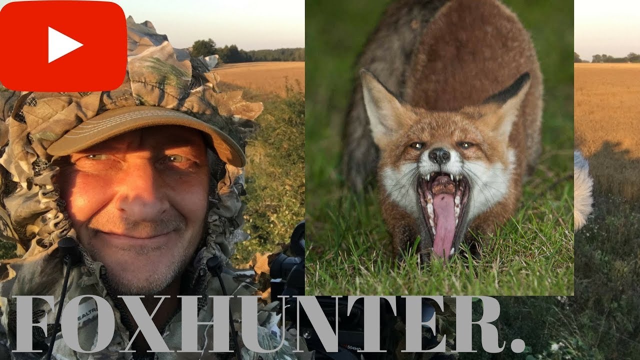 Fox photography summer 2017 in Sweden-Strixphoto