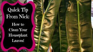 Quick Tip from Nick: How To Clean Your Houseplant Leaves! by Plants Pots & What-Nots 937 views 2 years ago 1 minute, 1 second