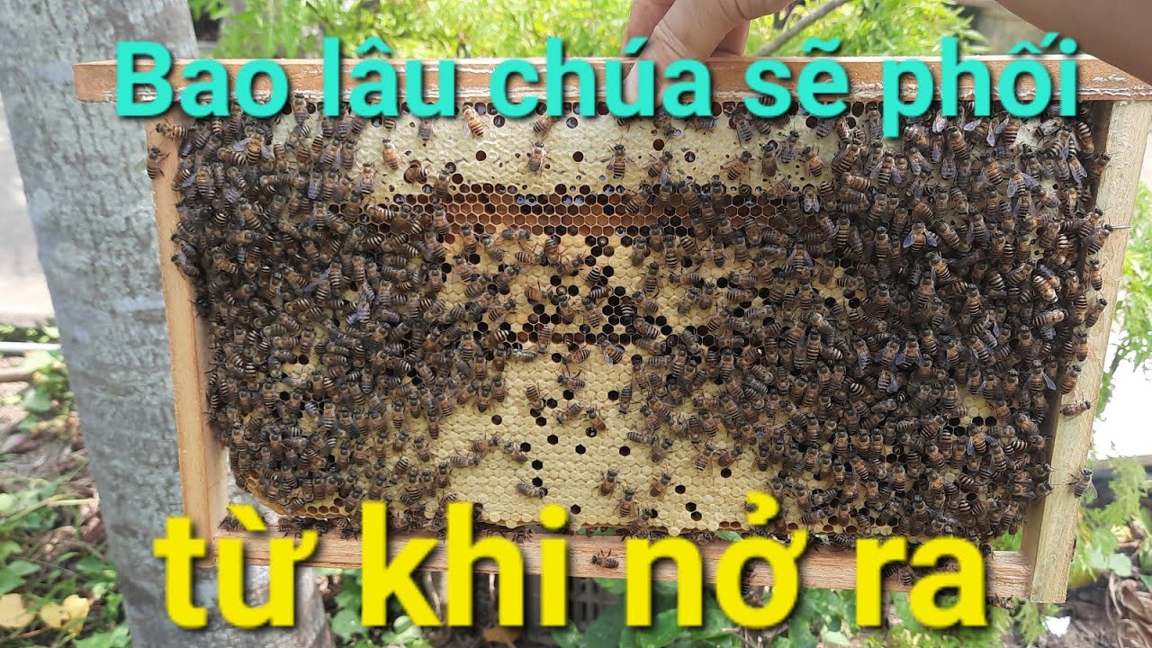 Bao lâu chúa sẽ đi giao phối từ khi nở ra | Kỹ thuật nuôi ong.