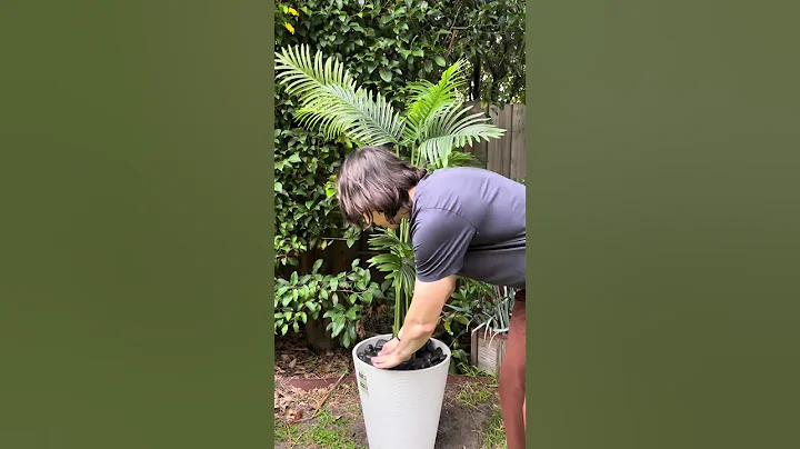 Easy DIY Fake Palm Tree Hack To Make Your Plants Look More Expensive #homedecor #interiordecor