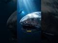 Meet the Strangest Shark Ever Discovered! #oceancreatures #wildlife #facts #shorts