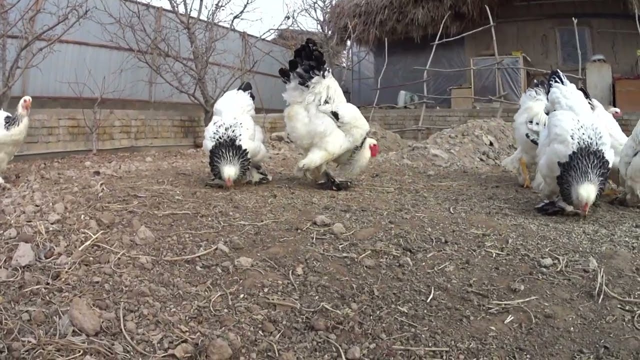 Brama zotli tovuqlar tuxumlari sotiladi +998995054547