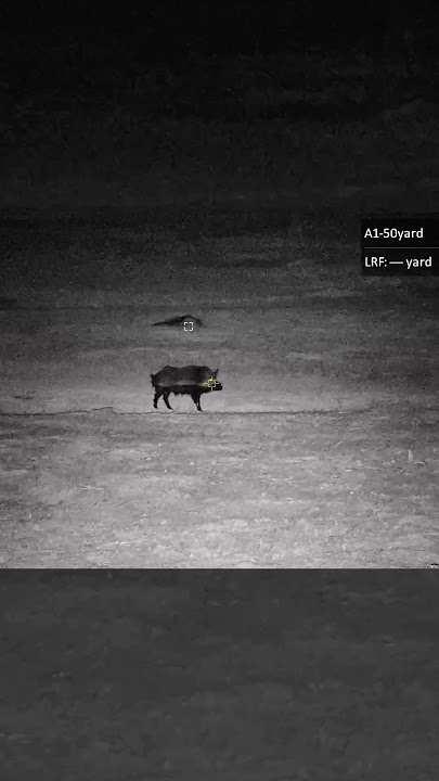 ZOMBIE hog knew it was OVER! #nightvision #hoghunting #nighthunting