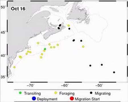 Leatherbacks off Nova Scotia