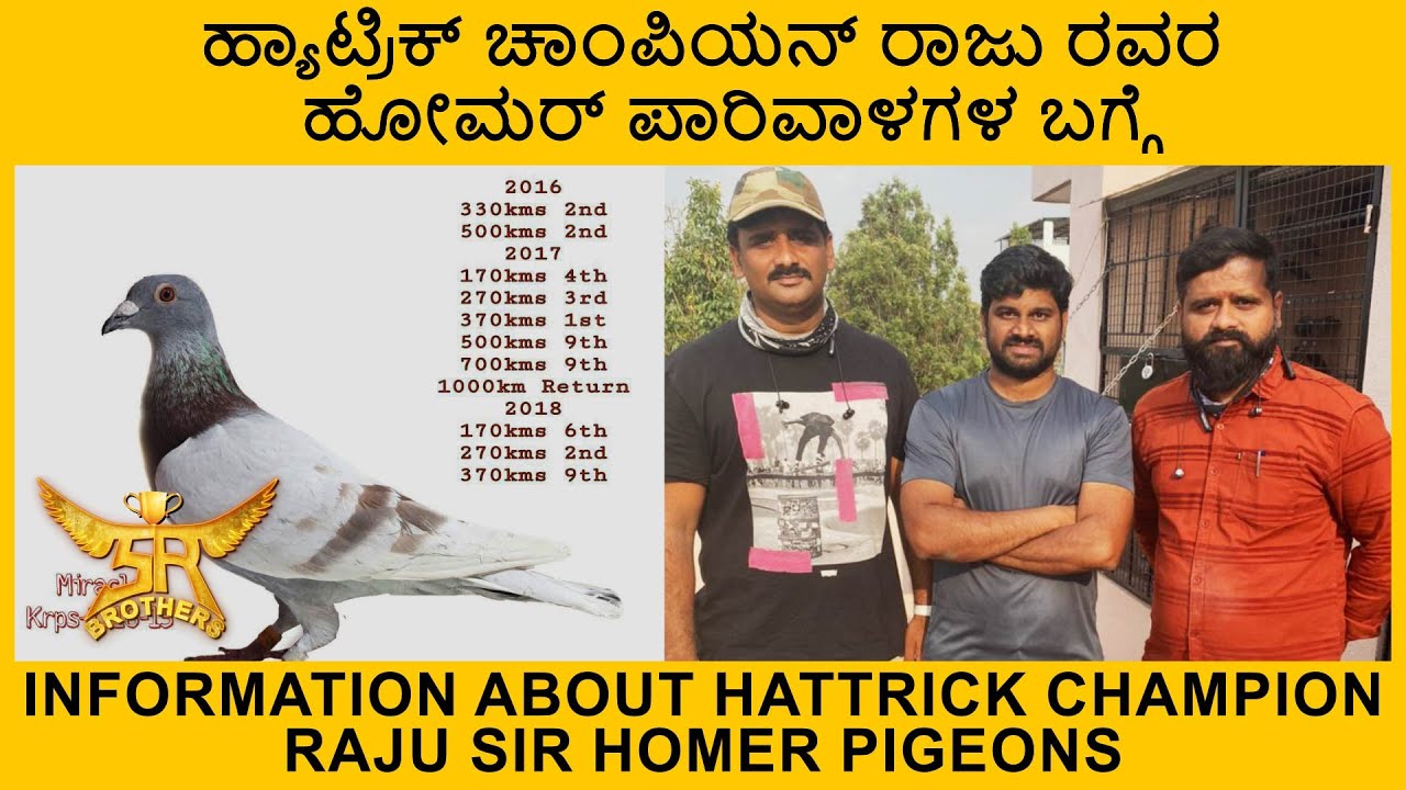 ಹ್ಯಾಟ್ರಿಕ್ ಚಾಂಪಿಯನ್ ರಾಜು ರವರ ಹೋಮರ್ ಪಾರಿವಾಳಗಳ ಬಗ್ಗೆ / hattrick champion raju sir Homer pigeons