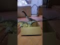 ASMR Jurassic World Dinosaur Toy Collection