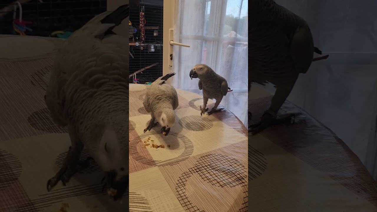 ⁣CHAT ET PERROQUETS, PETIT DÉJEUNER EN FAMILLE #france
