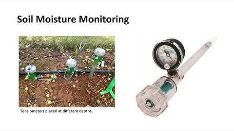 Irrigation of Nursery Plants