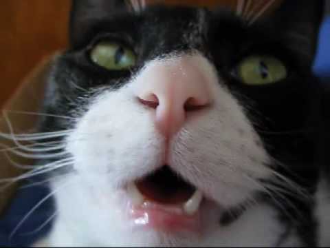 The Grudge/ Ju-on Cat - YouTube