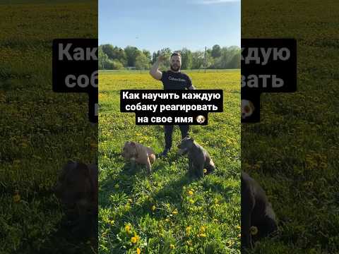 Как научить реагировать каждую собаку на свое имя 🐕