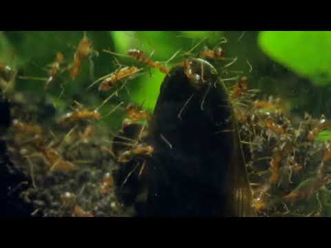 HIDDEN VIDEO: The Golden Empire in the Hacienda Del Dorado - HIDDEN VIDEO: The Golden Empire in the Hacienda Del Dorado