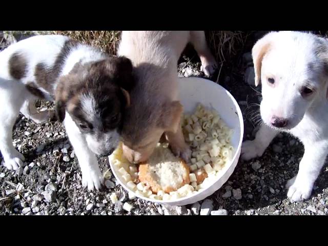 Cuccioli Felici Di Esistere File0464 Mov Youtube