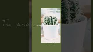TOP 5 CACTUS PLANTS TO LOOK FOR !! screenshot 3