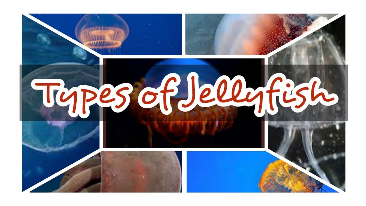 10 types of Jellyfish