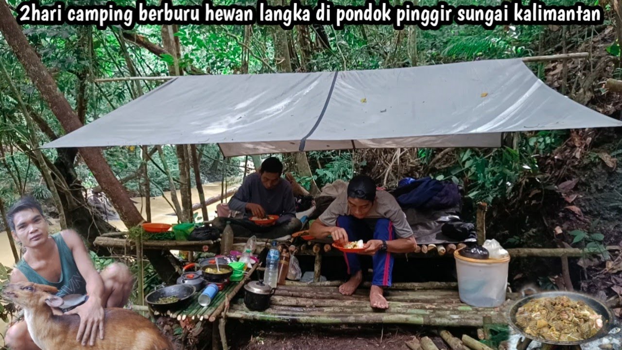 2 hari camping berburu hewan langka di pondok pinggir sungai kalimantan