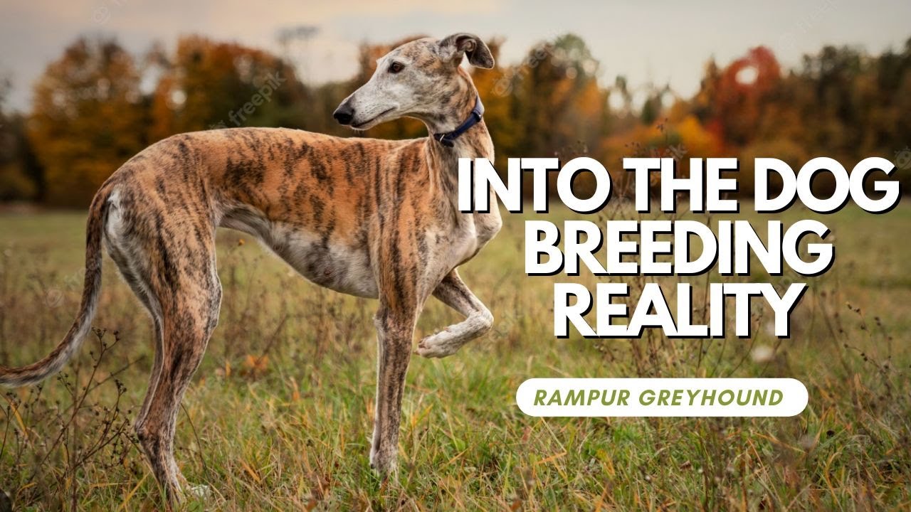 Truth About Dog Breeding In India | Rampur Hounds | Hounds of India | Indian Dog Breeds