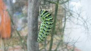 Black Swallowtail Time Lapse A time lapse shot over two days of a Black Swallowtail caterpillar forming it's chrysalis. Shot at 1 to 3 frames per minute and replayed at 12 fps. 1,500 total frames. 

It eventually turns brown to match the bark. Others that formed on the green fennel plant stayed a green color for camouflage.