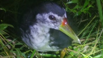 🌈 SUARA PIKAT  UNTUK MEMANGGIL RUAK RUAK YANG TERBANG DI MALAM HARI