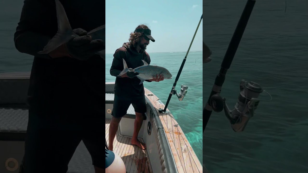 Catch and release bluefin trevally 