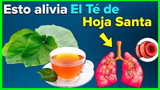 Estos son los Beneficios y propiedades de la Hoja Santa o Hierba santa para la Salud