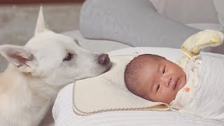 아기와 강아지의 사랑스러운  첫 만남