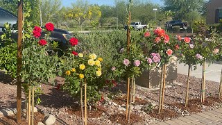 My rose garden | Gardening in zone 9B | Desert Gardening | Tree roses are in full bloom | Rose tree