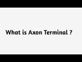 What Is Axon Terminal 
