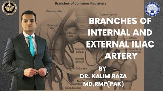 Internal iliac artery branches || external iliac artery branches || pelvis and perineum #pelvis