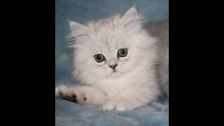 Doll Faced Persian kittens for adoption near St. Louis, Missouri
