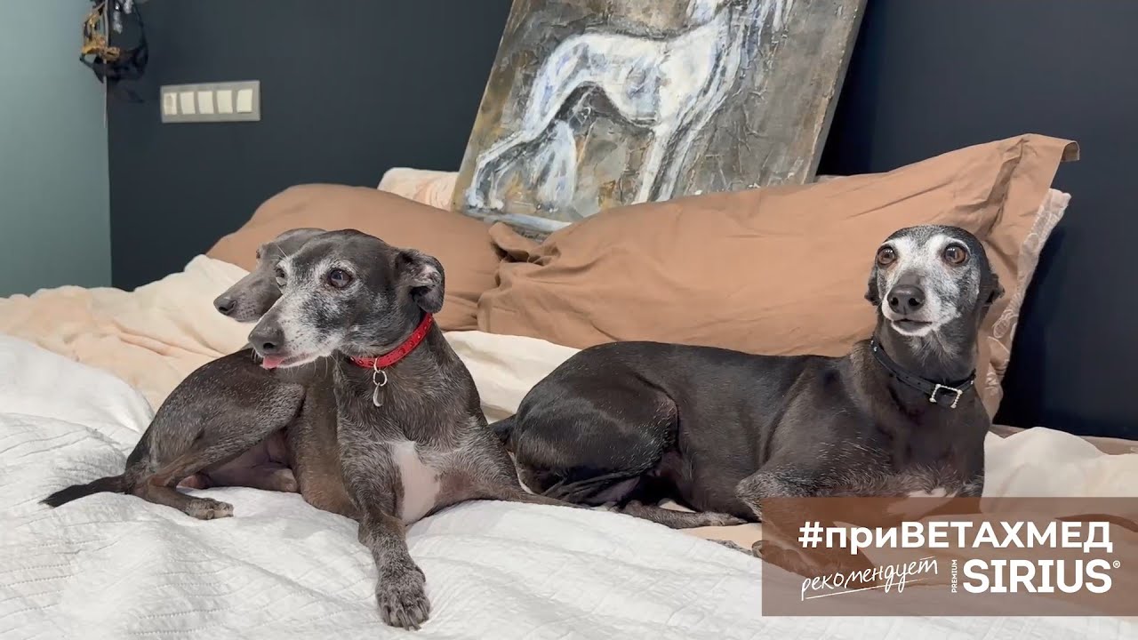 Секреты породы. Левретка // 