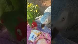 Animals Life Story: Two parrots eating ice cream