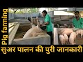 How to start pig🐖 farming|सूअर पालन की पूरी जानकारी/सूअर पालन कैसे शुरू करें?