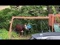When Wild Animals Act Totally Weird 😂