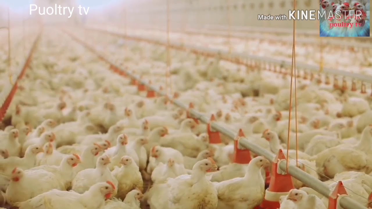 تعطيل ضبط النفس إلهاء  صناعة الدواجن، من المزرعة، إلى المجزر الآلي ، يذبح 2000 دجاجة في الساعة،  انه لحم الدجاج لا يصدق - YouTube