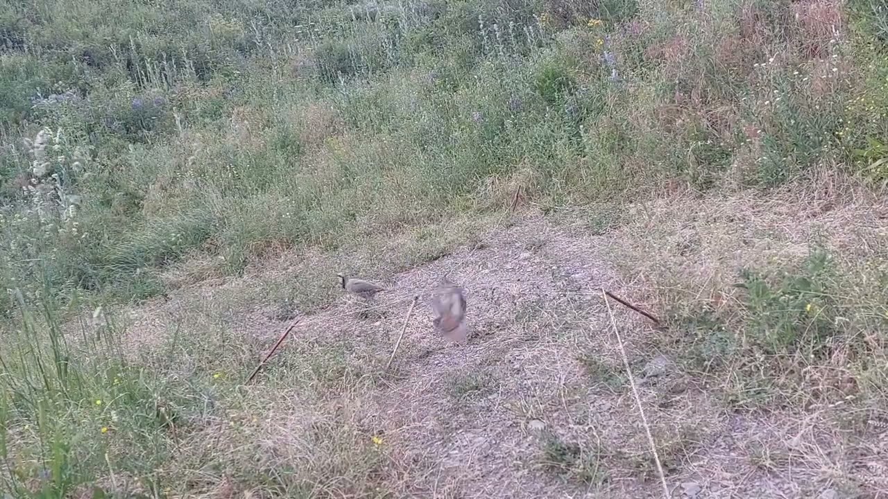 шикори нав тамошо куне