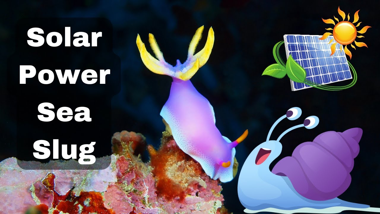 Solar Powered Sea Slug Facts: Sacoglossa 