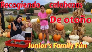 🔴RECOGÍENDO CALABAZAS DE OTOÑO .JUNÍOR NO QUERÍA SALIR DE ESE LUGAR